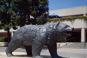 Bruin Bear