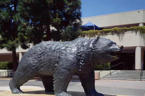 Bruin Bear
