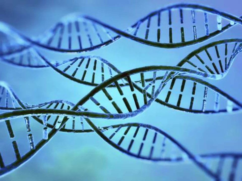 dna helex